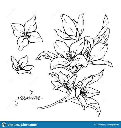 Drawing Black Pen, Jasmine Flower Tea, Jasmine Drawing, White Jasmine Flower, Tea Box Design, Wallpaper Tumblr Lockscreen, Jasmine Flowers, Art Nouveau Illustration, Pen Illustration