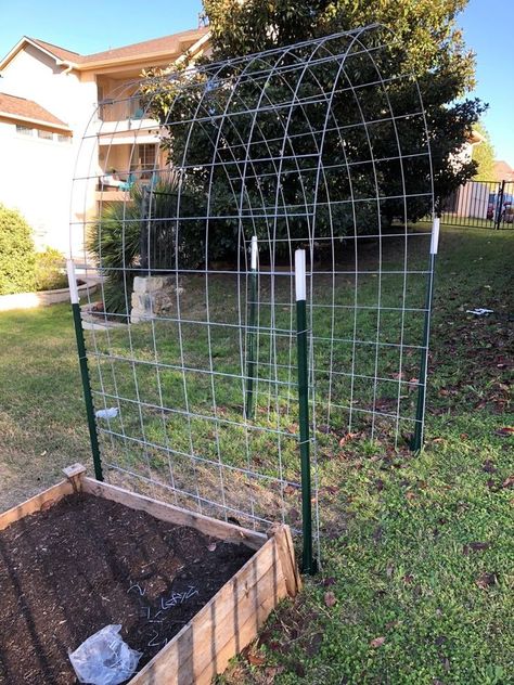 Built my first cattle panel arch trellis today! | Diy garden trellis, Garden arch trellis, Arch trellis Trellis Cattle Panel, Garden Arch Trellis, Arch Trellis, Diy Garden Trellis, نباتات منزلية, Garden Arches, Garden Area, Garden Yard Ideas, Vegetable Garden Design