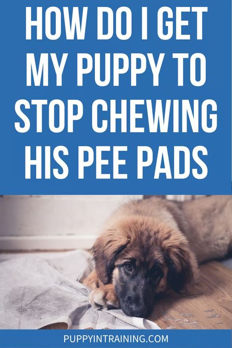 How Do I Get My Puppy To Stop Chewing His Pee Pads? Stop Dog Chewing, Washable Puppy Pads, New Puppy Checklist, Pee Smell, Maltipoo Dog, Puppy Barking, Dog Pee Pads, Puppy Proofing, Potty Pads