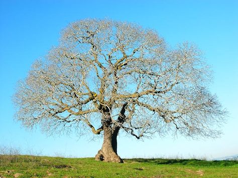 Buckeye tree for tattoo Buckeye Tree Tattoo, Buckeye Tree, Tree Tattoo, Ohio, Art Tattoo, Tree Trunk, Tattoos, Plants, Art