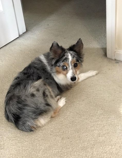 My dog has no tail two different colored eyes and although she's 11 she still acts like a puppy. http://ift.tt/2oTwInf Two Different Colored Eyes, Different Colored Eyes, Pretty Dogs, Can Dogs Eat, Silly Animals, A Puppy, Chickpeas, My Dog, Dog Pictures