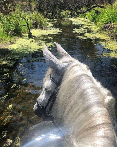 North Node, Horse Aesthetic, Pretty Animals, Horse Life, Forest Fairy, Pretty Horses, White Horse, Horse Girl, Beautiful Horses