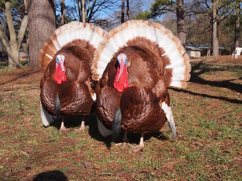 These 2 Bourbon Red's belong to a neighbor. Gorgeous turkey's Turkey Farming, Bourbon Red Turkey, Turkey Breeds, Bourbon Turkey, Farm Pets, Farming Land, Raising Turkeys, Turkey History, Baby Turkey