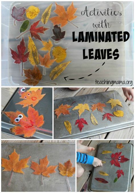 Activities with Laminated Leaves - There are so many fun activities to do with them!: pretend play, sorting, sizing, counting and more! Fall Leaf Crafts, Høstaktiviteter For Barn, Fall Lesson Plans, Fall Preschool Activities, Fall Lessons, Tree Study, Creative Curriculum, Fall Preschool, Toddler Fall