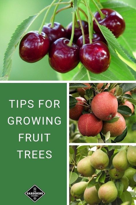 Gardening Growing Cherry Trees, Fruit Tree Garden, Growing Fruit Trees, Organic Vegetable Garden, Peach Trees, Home Vegetable Garden, Fruit Tree, Growing Fruit, Fruit Garden