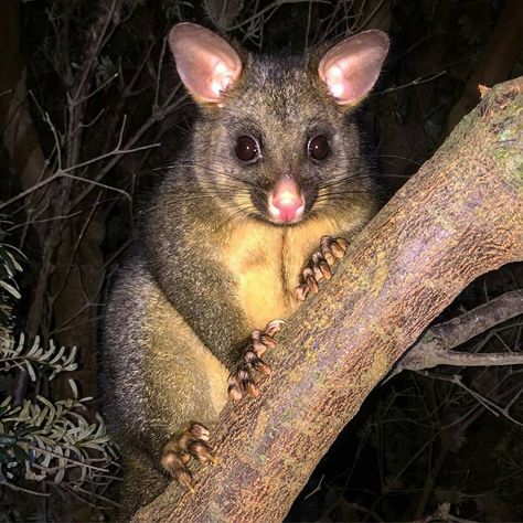 A friendly Brush Tailed Possum at Nubeena Possum Australia, Brush Tail Possum, Australian Possum Tattoo, Clay Possum, Brushtail Possum, Australian Possum, Australian Mammals, Australia Animals, Australian Garden