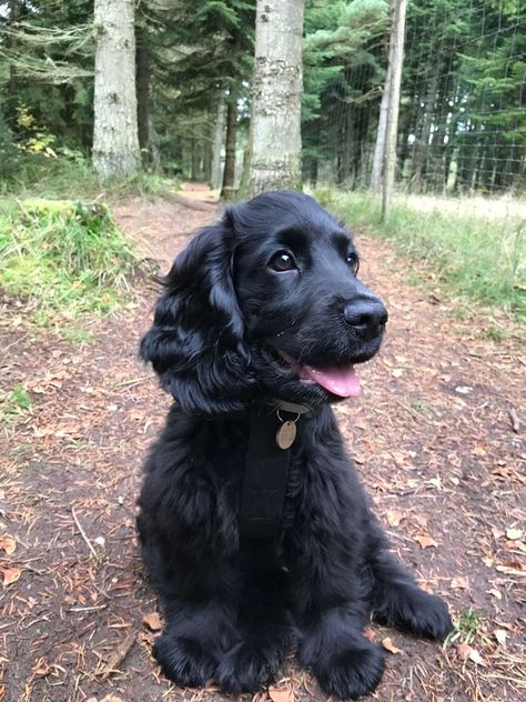 Cockalier Puppies, Cocker Spaniel Aesthetic, Black Cocker Spaniel Puppies, Funny Dog Pics, Dog Drawing Reference, Golden Cocker Retriever, Funny Dog Quotes, Big Dogs Breeds, Biggest Dog In The World