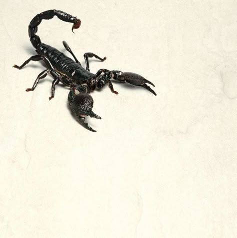 Drawing Scorpion, Scorpion Drawing, Tarkhanov Empire, Scorpion Art, Venomous Animals, Scorpio Scorpio, The Scorpions, Scorpio Necklace, Tattoo Nature