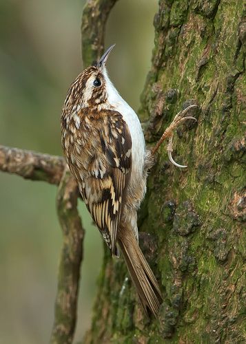 creeping for crawlies | by blackfox wildlife and nature imaging Brown Creeper, British Birds, Different Birds, Kinds Of Birds, Wildlife Photos, Backyard Birds, Pretty Birds, Bird Photo, Bird Garden