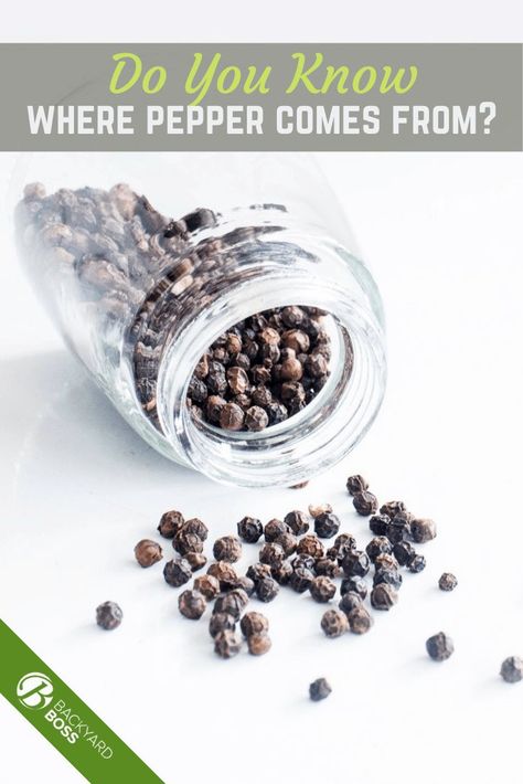 Are you a gardening enthusiast and love to try your hand at any kind of plant? Well, before you figure out how to grow peppercorns, you might want to read up on its origin and where its comes from. Black pepper is a great plant to grow as there’s tons of black pepper uses in the home, even with black pepper essential oil. So, read on to find out what we have to share about where black pepper comes from! #gardening #peppercorn Black Pepper Essential Oil, Turmeric Spice, Growing Rosemary, How To Make Oil, Fly Repellant, Black Seed Oil, Landscaping Tips, White Pepper, Garden Soil