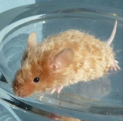 Curly Rat, Curly Mouse, Curly Animals, Dumbo Rat, Rats And Mice, Animal Family, Pet Mice, Cute Rats, Pets 3