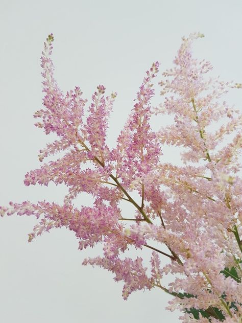 Astilbe Pink, Astilbe Flower, Pink Astilbe, Flower References, Flora Frame, Filler Flowers, Wedding Pink, Pink Wedding Flowers, Flower Show