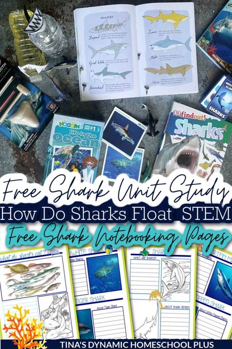 How Do Sharks Float STEM Activity Free Shark Unit Study & Notebooking Pages. I have a shark unit study, an easy shark STEM activity, and free shark notebooking pages. Also, grab more ideas on my best homeschool unit studies, Oceans Unit Study and Lapbook, and Coral Reef pages. A shark unit study is a fun way to learn about these creatures of the deep even if you don’t live near the ocean, I would prefer not to study them up close anyway. Shark Science Fair Project, Shark Unit Study, Free Ocean Unit Study, Marine Biology Homeschool, Homeschool Shark Unit, Dolphin Unit Study, Marine Biology Unit Study, Homeschool Ocean Unit Study, Shark Unit Study For Kids