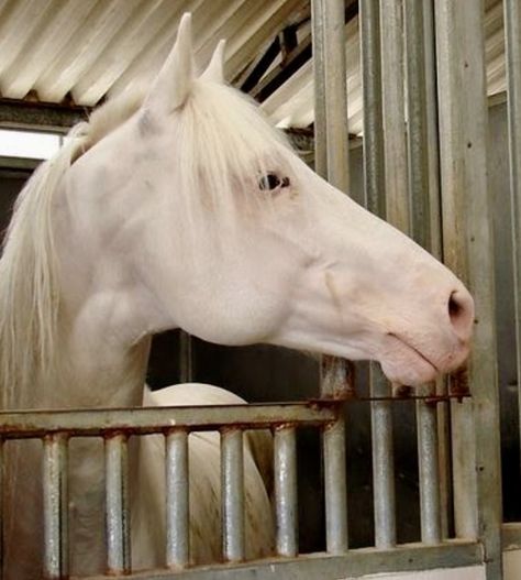 Camarillo White Horse Camarillo White Horse, White Shire Horse Aesthetic, Andalusian Horse White, White Running Horse, Splashed White Horse, Types Of Horses, White Horse, Horse Breeds, Zebras