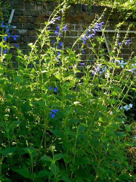 Salvia Patens or Gentian Sage | Online Flower Garden Flower Spike, Herbaceous Perennials, Kew Gardens, Perennial Plants, Light Shades, Perennials, Flower Garden, Soil, Seeds