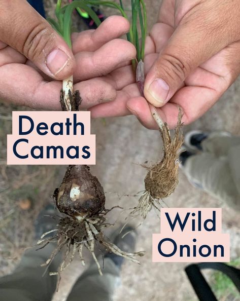 Foraging Calendar, Onion Benefits, Wild Onion, End Of Fall, Wild Foraging, Wild Onions, Wild Food Foraging, Medicinal Herbs Garden, Edible Wild Plants