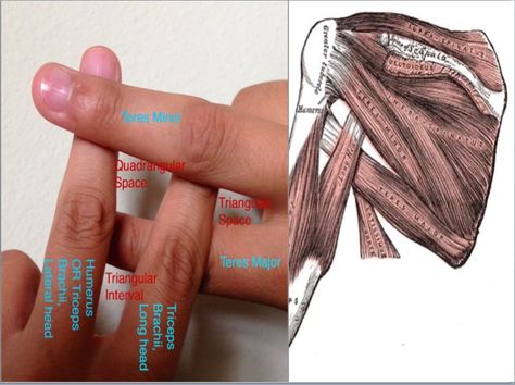 Anatomy Tips, Pa Student, Physician Assistant Student, Physical Therapy School, Physical Therapist Assistant, Medical Student Study, Medical School Studying, Muscle Anatomy, Human Anatomy And Physiology