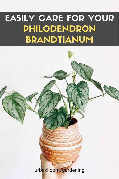 Brandtianum Philodendron, Philodendron Brandi, Philodendron Brandtianum, Philodendron Care, Plant Wishlist, Philodendron Plant, Olive Leaves, Plant Hacks, Thriving Garden