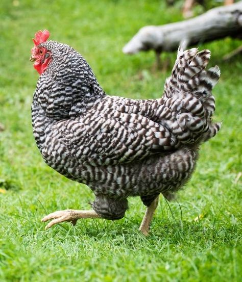 Breeds Of Chickens Pictures, Chicken Breeds With Pictures, Chicken Breeds Chart, Chicken Backyard, Rhode Island Red Hen, Australorp Chicken, Aesthetic Chicken, Chicken Aesthetic, Wyandotte Chicken