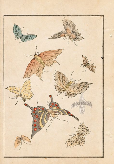 Butterfly Designs from Japanese Design Prints for Decorative Arts 1892 Japanese Butterfly Drawing, Japanese Butterfly Tattoo Design, Butterfly Japanese Art, Japanese Insects, Japanese Butterfly Tattoo, Japanese Butterfly, Vintage Tattoo Design, Butterfly Designs, Japanese Drawings