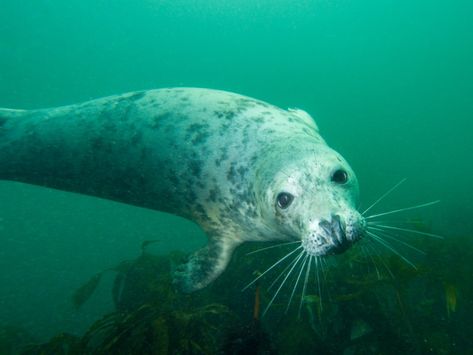 Leopard Seal Aesthetic, Seal In Water, Baby Harp Seal, Seal Swimming Underwater, Grey Seal, Dolphin Art, Save The Whales, Cute Seals, Aquatic Animals