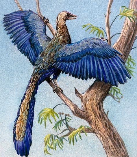 Archaeopteryx, illustration. Eleven specimens of Archaeopteryx have been found, all from the Solenhofen limestones of the Late Jurassic period (195-135 million years ago), in Bavaria, Germany. Archaeopteryx shows that birds evolved from dinosaurs. The claws seen on its wings are a combined reptilian and avian characteristic. Feathered Raptor, Raptor Dinosaur, Jurassic Period, Amazing Places On Earth, Science Photos, Jurassic Park World, Dragon Artwork, Bavaria Germany, Cartoon Character Design