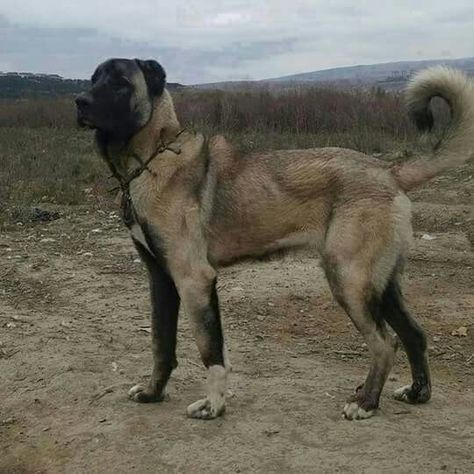 Mean Looking Dogs, Scary Dogs Breeds, Kangal Shepherd Dog, Big Scary Dogs, Bakharwal Dog, Protective Animals, Scary Dog Privilege, Unique Dogs, Strong Dogs