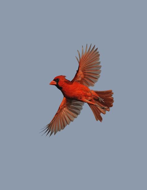 Cardinal In Flight, Cardinals Birds, Cardinal Tattoos, Mom Tattoo, Northern Cardinal, Precious Animals, Sketch Tattoo Design, Cardinal Birds, Red Bird