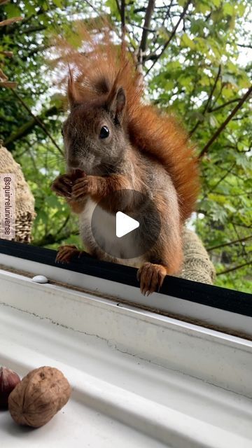 @squirreluniverse on Instagram: "🆕🎉🥳 Mini Boy „Snow White“ 🤩😍🥰❤️ look at that belly 🤗😁🤍🩷 he just came in and I was instantly in love 😹🤭😁🩷 maybe son of Rory(?) enjoy 🙌🏼😍 💓🐿🌲 ................................................................................. ©squirreluniverse  unauthorized duplication will be prosecuted. (please contact for more information) .................................................................................   #squirrel #squirrelsofinstagram #squirrellove #squirrelphotography #squirrellife #squirrelhunting #squirrelfriends #wildlife #naturelovers #animals #bliss #intothewild #intothewoods #eichhörnchenliebe #eichhörnchen #eichhörnchenfotografie #eichhörnchenbeobachten #vevericka #love #purelove #zen #peace #freedom #food #nuts #cuteanimals #hu Squirrel Funny Hilarious, Squrriel Cute Art, Squirrels Funny, Squirrel Humor, Funny Squirrel Pictures, Fat Squirrel, Squirrel Video, Sweet Videos, Squirrel Hunting