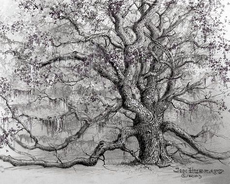 Oak tree drawing Tree Drawing Acrylic, Drawing Acrylic Paintings, Live Oak Tree Tattoo, Oak Tree Drawings, Live Oak Tree, Angel Oak Trees, Oak Tree Tattoo, Angel Oak, Drawing Acrylic