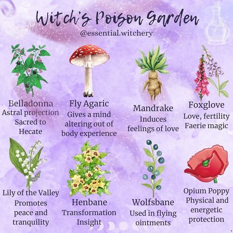 Donna Trinder (@essential.witchery) • Instagram photos and videos Plants Witchcraft, Witch Plants, Medicinal Herbs Remedies, Herbal Witch, Toxic Plants, Witchy Garden, Medicinal Herbs Garden, Green Witchcraft, Wiccan Magic