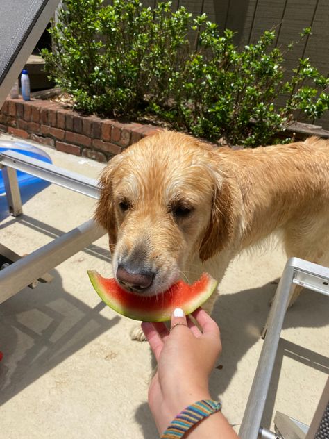 Dog Eating Watermelon, Eating Watermelon, Summer Living, Summer Watermelon, Summer Dog, Dog Eating, Summer Aesthetic, Watermelon, Fruit