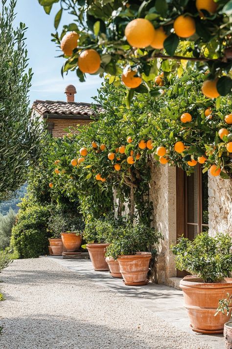 Mediterranean house garden with potted citrus trees. Discover how to create a Mediterranean garden oasis with timeless design ideas that capture the charm and warmth of the Mediterranean region. Tuscany Interior, Garden Provence, Mediterranean Landscape Design, Mediterranean Garden Design, Citrus Garden, Mediterranean House, Potted Plants Outdoor, Orange Garden, Mediterranean Landscaping