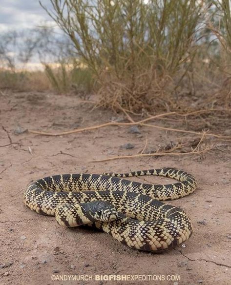 Desert Snake, Desert King, King Snake, Snakes, Springs, Color Palette, Arizona, How To Look Better, Collage