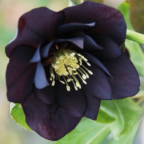 Black Hellebore, Deer Garden, Dark And Handsome, Autumn Fern, Goth Garden, Lenten Rose, Crassula Ovata, Plant Combinations, Buy Plants