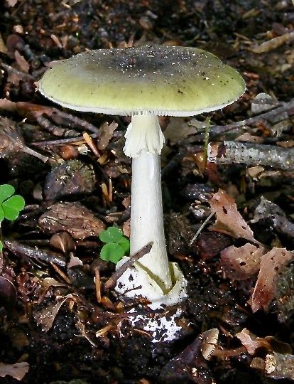 Deathcap Mushroom, Mushroom Reference, Mushroom Character, Amanita Phalloides, Poisonous Mushrooms, Forest Mushrooms, Fungi Art, Rose Arbor, Elf Cosplay