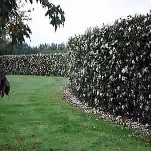 Gardenia Living Privacy Wall White Flower Hedge, Camellia Sasanqua Setsugekka, Camellia Sasanqua Hedge, Camelia Hedge, Camellia Setsugekka, Camellia Hedge, Flowering Hedge, Hedge Ideas, Pleached Trees