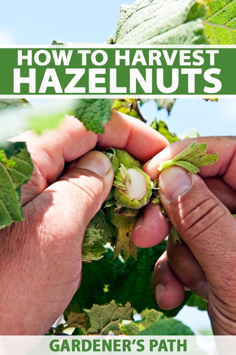 There is nothing better than filling your kitchen with the nutty scent of fresh roasting hazelnuts. Fortunately, harvesting your own hazelnuts is so much easier than you might think. Read more to learn how to pick and preserve your own crop, now on Gardener's Path. #hazelnuts #growyourown #gardenerspath Growing Hazelnuts Trees, What To Forage In The Fall, Harvesting Pecans, Hazelnut Harvesting, Harvesting Walnuts Black, Hazelnut Tree, Succulent Planter Diy, How To Roast Hazelnuts, Food Forest