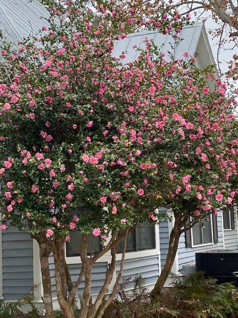 This gorgeous Camelia Tree lives across the street. We must plant one in our yard. Camelia Garden, Camilla Tree, Camelia Tree, Fast Growing Pine Trees, Container Trees, Front Driveway, Cloud Pruning, Camellia Tree, Backyard Planters