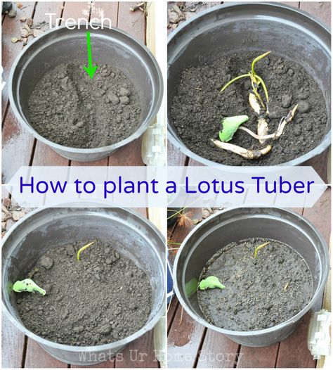 how to plant a lotus tuber Lotus Silk, Container Water Gardens, The Most Beautiful Flowers, Lotus Garden, Lotus Plant, Natural Pond, Garden Posts, Lotus Pond, Gardening Flowers