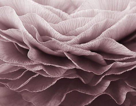 Black and white toned abstract image of the petals of a ranunculus www.clivenichols.com Dusty Mauve, Plant Photography, Dusty Purple, Antique Pink, Mauve Color, Abstract Images, Aesthetic Colors, Mink Pink, White Photo