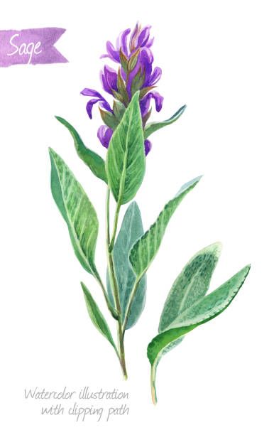 Top 60 Sage Plant Clip Art, Vector Graphics and Illustrations - iStock Sage Plant, Plant Clips, White Watercolor, Plant Drawing, Arte Inspo, Botanical Drawings, Flowers Art, Plant Illustration, Plant Art