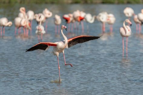 Greater Flamingos (Phoenicopterus roseus) landing in a swamp stock photos Swamp Photo, Greater Flamingo, Open Wings, Zoology, Stock Photography Free, Bird Watching, Ecology, Flamingo, Stock Photography