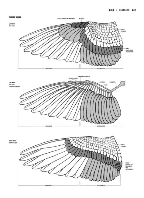 Pigeon wing diagram Wing Diagram, Pigeon Eyes, Wing Anatomy, Bird Carving Patterns, Wings Sketch, Fantasy Elements, Eagle Drawing, Diy Wings, Racing Pigeons