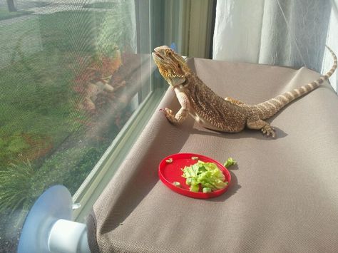 Get your bearded dragon a cat perch for the window. One with suction cups so you can move it to whichever window has sunlight. She/he will love to sit there for hours. Bearded Dragon Window Perch, Scary Dragon, Dragon Pics, Bearded Dragon Cage, Bearded Dragon Habitat, Bearded Dragon Diet, Pet Crafts, Baby Bearded Dragon, Bearded Dragon Care