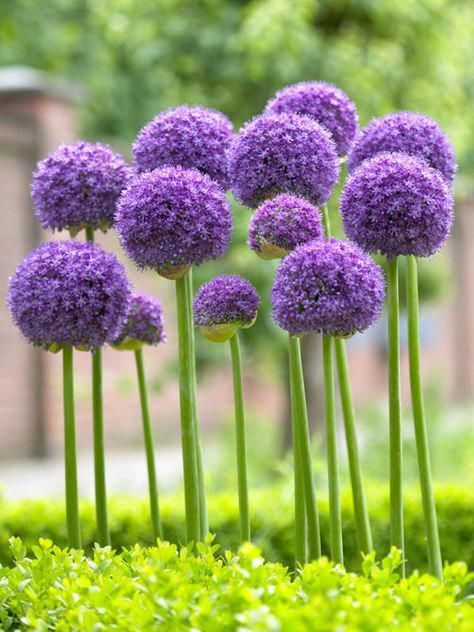 Longfield Gardens, Onion Bulbs, Summer Bulbs, Perennial Bulbs, Sun Perennials, Flower Bulbs, Spring Flowering Bulbs, Garden State, Spring Bulbs