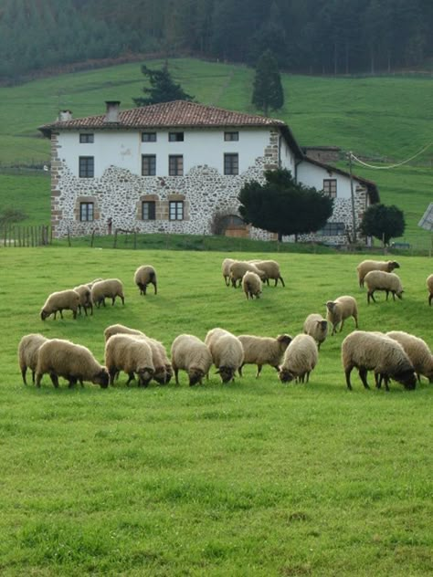 Magic Places, Sheep Art, Green Field, Sheep Farm, Sheep And Lamb, Basque Country, Down On The Farm, British Isles, On The Farm