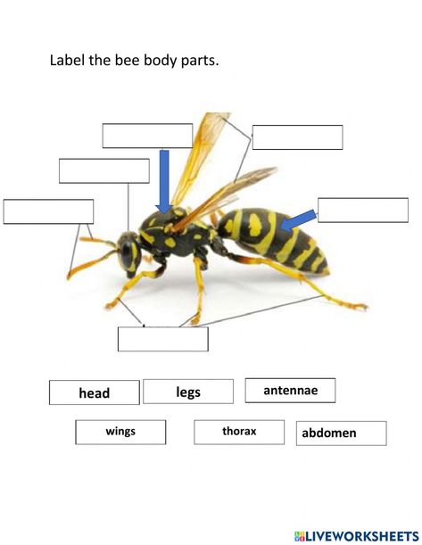 Insect Body Parts, Body Parts Worksheet, Harmful Insects, Alphabet Phonics, Cat Body, Summer School, School Subjects, Online Workouts, Google Classroom