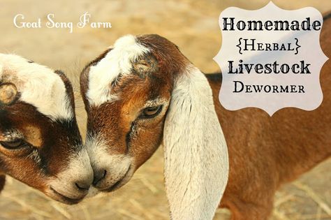 Homemade, Herbal Goat Dewormer Natural Goat Dewormer Recipe, Cow Care, Beautiful Goat, Farm Goats, Nubian Goats, Goat Health, Keeping Goats, Homesteading Animals, Nubian Goat