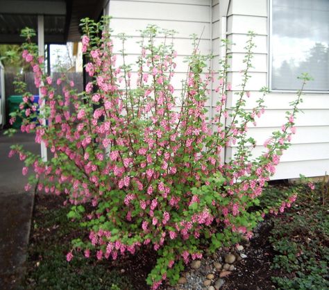 the Nature of Portland: Red-flowering Currant: an Early-Blooming Oregon Native Red Flowering Currant, Front Side Yard Ideas, Plant Reference Photos, Oregon Flowers, Front Yard Remodel, Flowering Currant, Pnw Plants, Oregon Native Plants, Classroom Garden